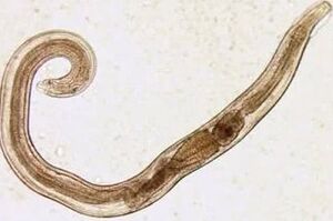 Parasites per person with cuts