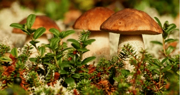 mushrooms