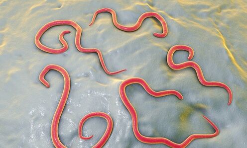 Parasites